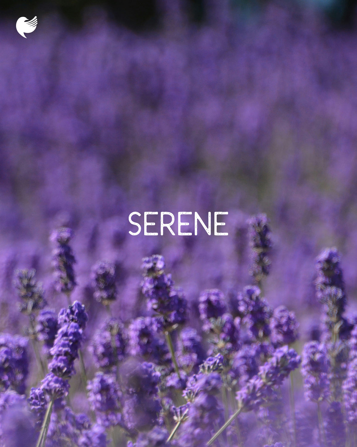 Serene_1